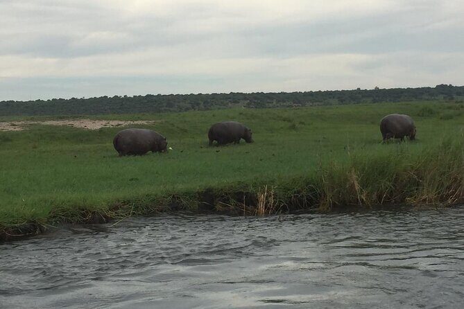 1 Day Chobe National Park Safari Experience - Frequently Asked Questions