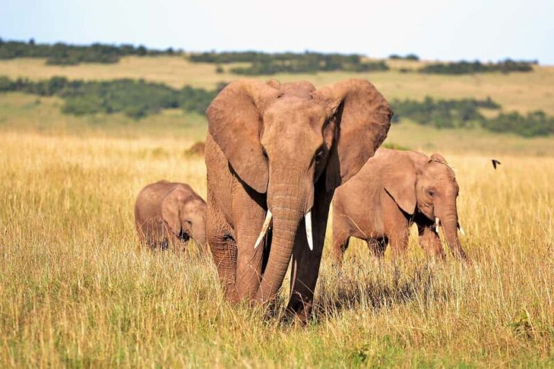 1-Day classic safari to Mikumi Park from Dar-es-Salam by car - An In-Depth Look at the Safari Experience