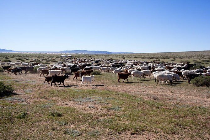 1 Day Coach Tour of Genghis Khan Statue Complex and Terelj National Park Including Lunch - Optional Activities and Personal Time