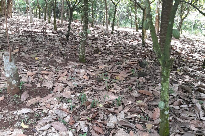 1 Day cocoa farm tour - Key Points