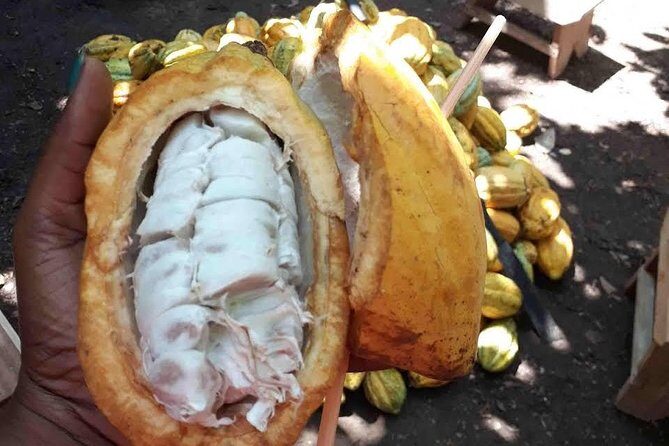 1 Day cocoa farm tour - What to Expect from the Itinerary