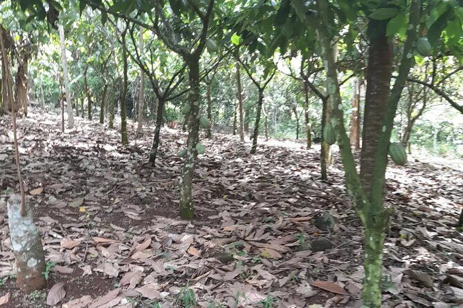 1 Day cocoa farm tour - The Sum Up: A Sweet, Authentic Ghanaian Adventure