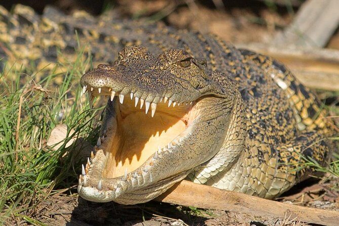 1 Day Corroboree Billabong Wetland Experience including 2.5 hour cruise + lunch - An In-Depth Look at the Wetland Experience