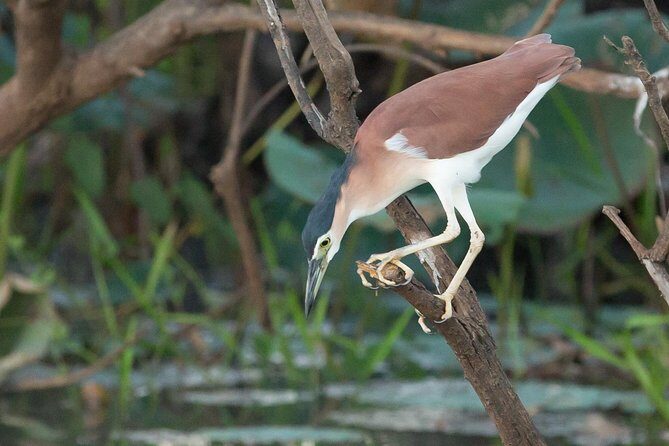 1 Day Corroboree Billabong Wetland Experience including 2.5 hour cruise + lunch - FAQs
