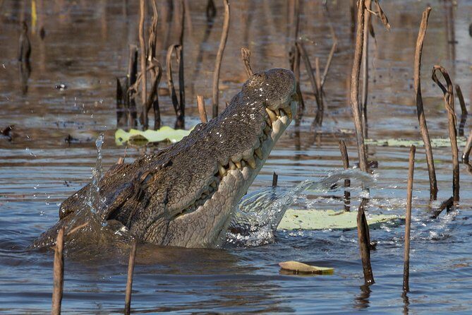 1 Day Corroboree Billabong Wetland Experience including 2.5 hour cruise + lunch - Final Thoughts