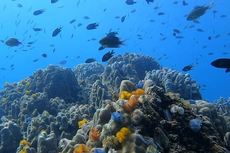 1-Day Discover Scuba Diving for Beginners in Koh Tao - FAQ