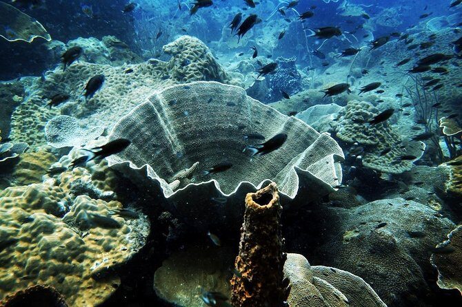 1-Day Discover Scuba Diving for non-diver - Final Thoughts: Is It Worth It?