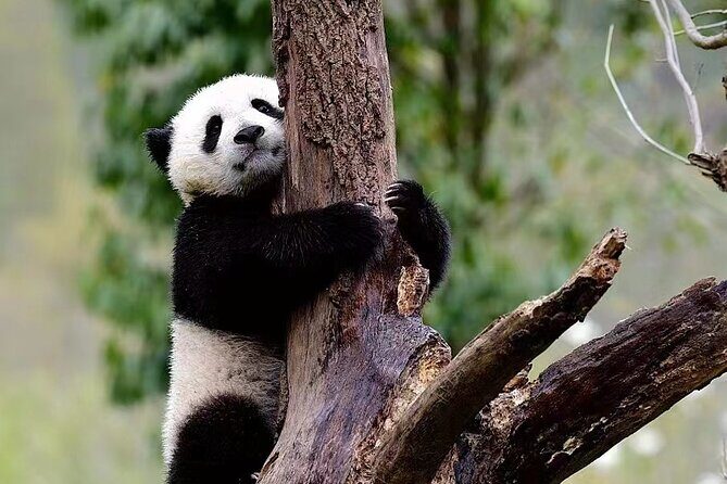1-Day Dujiangyan Panda Base Volunteer Program Tour from Chengdu - The Itinerary Breakdown: What to Expect