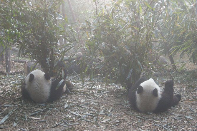 1-Day Dujiangyan Tour: Panda Volunteer Program and Mount Qingcheng - Final Thoughts