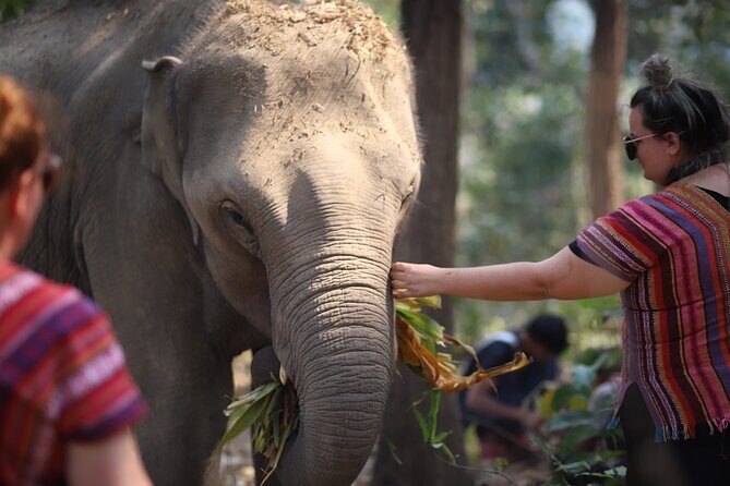 1 Day Eco Elephant Excursion - Detailed Breakdown of the Itinerary