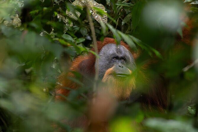 1 Day Ethical Jungle Trek in Bukit Lawang at Sumatra - An Honest Look at the 1-Day Ethical Jungle Trek in Bukit Lawang
