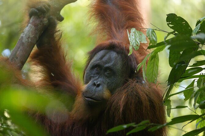 1 Day Ethical Jungle Trek in Bukit Lawang at Sumatra - Why This Tour Offers Value