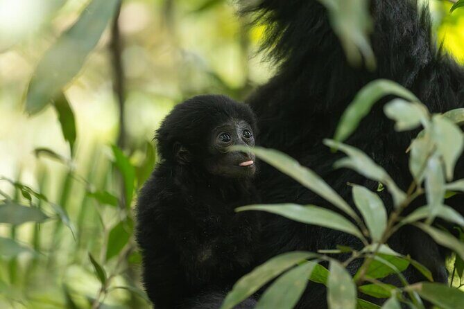 1 Day Ethical Jungle Trek in Bukit Lawang at Sumatra - Authentic Experiences and Unique Touches