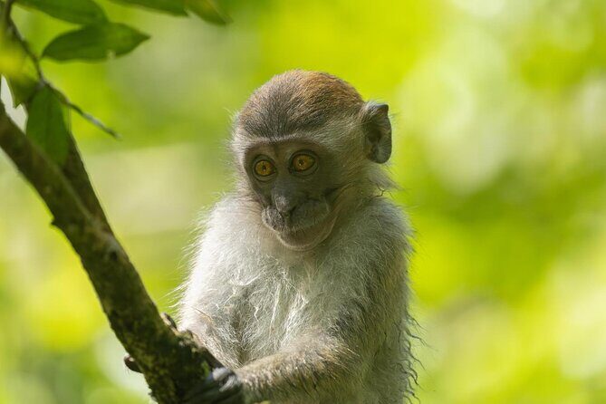 1 Day Ethical Jungle Trek in Bukit Lawang at Sumatra - Frequently Asked Questions