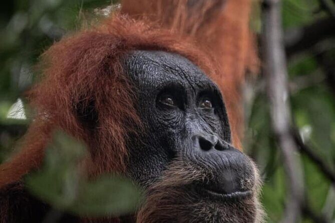 1 Day Ethical Jungle Trekking - Key Points