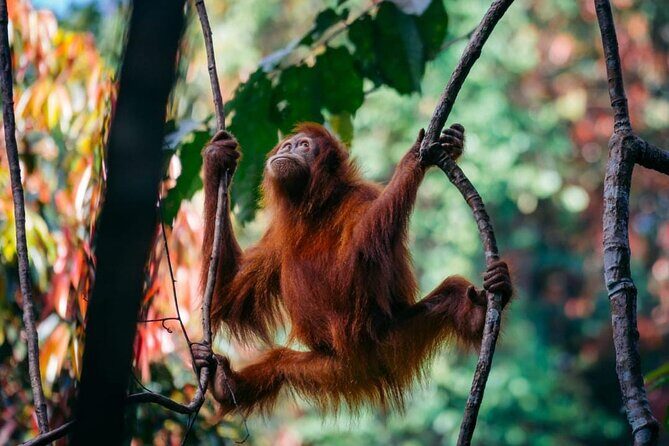 1 Day Ethical Jungle Trekking - The Itinerary: What You Can Expect