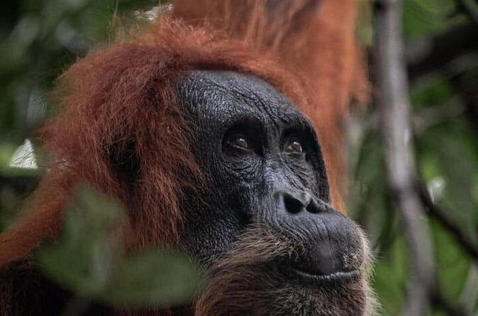 1 Day Ethical Jungle Trekking - FAQ