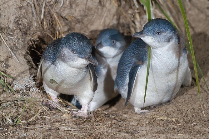 1 Day Exclusively Private Tour Of Phillip Island & The Penguin Parade - Final Thoughts