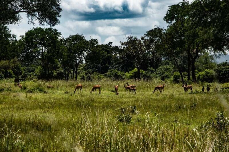 1-Day experience safari to Mikumi from Dar-es-Salaam by car - What to Expect on Your Mikumi Safari Day Trip