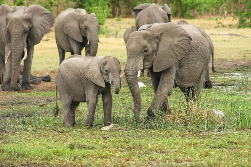 1-Day experience safari to Mikumi from Dar-es-Salaam by car - Guide Quality and Overall Experience