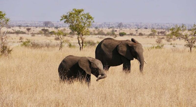1-Day experience safari to Mikumi from Dar-es-Salaam by car - Who Will Love This Tour