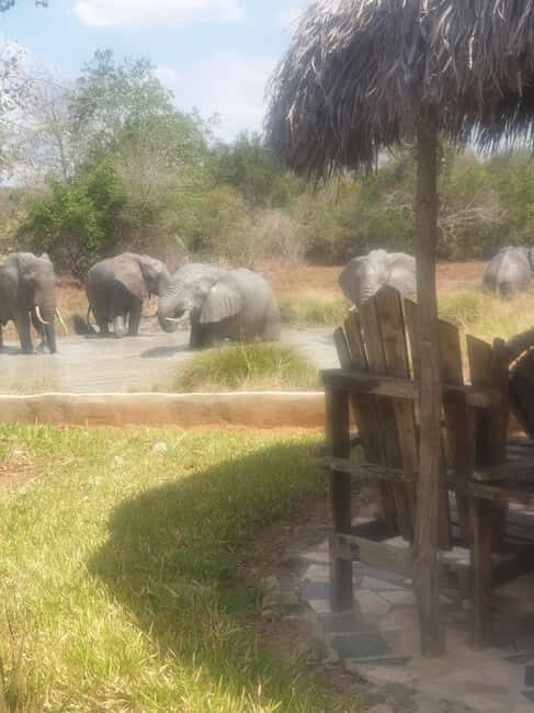 1 Day Fly in Safari Zanzibar Nyerere National Park - What Makes This Safari Special?