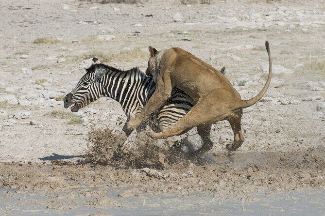 1-Day Fly in Shared Safari to Mikumi National Park from Zanzibar - Value for Money