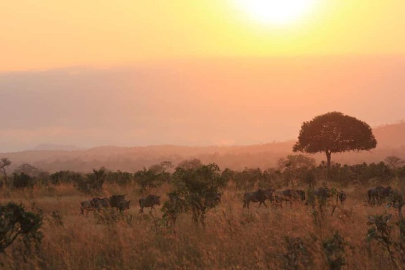 1-Day flying safari from Zanzibar to Mikumi Park with Lunch - Authentic Insights from Past Travelers