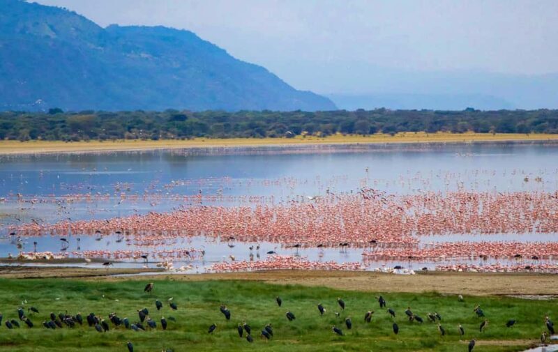 1-Day: Flying Safari from Zanzibar to Mikumi - The Itinerary in Detail: What to Expect