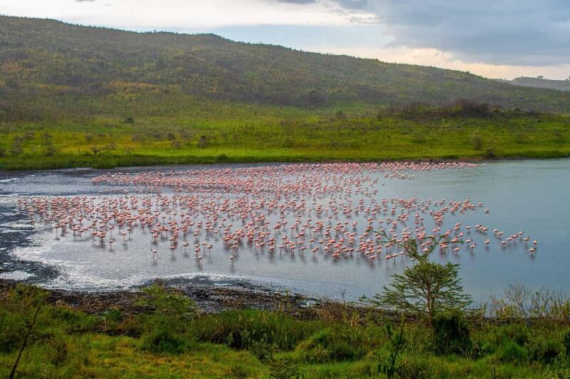 1-Day: Flying Safari from Zanzibar to Mikumi - Why this Tour Offers Great Value