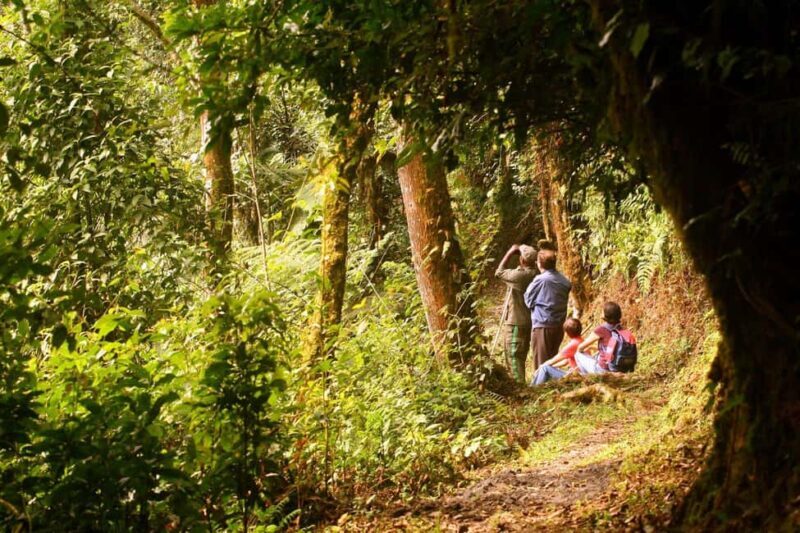 1 day: From Kigali, The canopy walk adventure at Nyungwe - Key Points