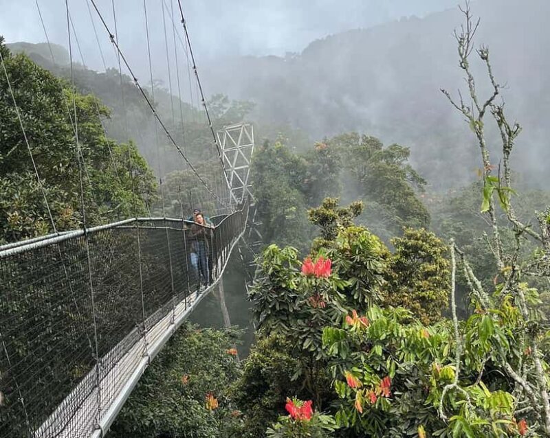 1 day: From Kigali, The canopy walk adventure at Nyungwe - Who Should Book This Tour?