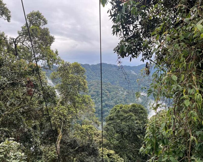 1 day: From Kigali, The canopy walk adventure at Nyungwe - FAQs