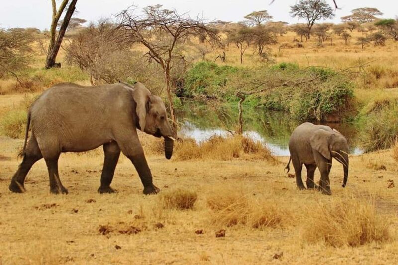 1-Day fyling safari to Nyerere National Park from Zanzibar - Key Points