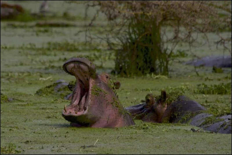 1-Day fyling safari to Nyerere National Park from Zanzibar - A Detailed Look at the Experience