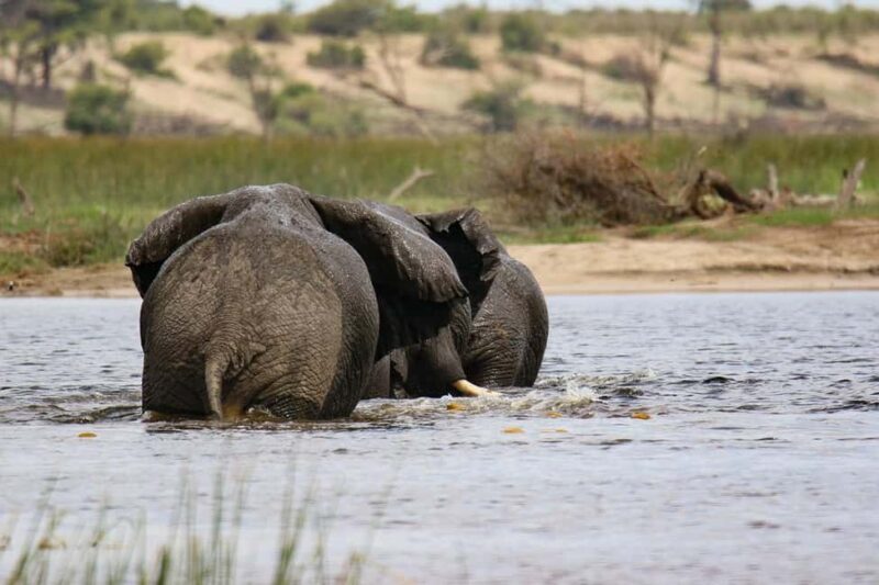 1-Day fyling safari to Nyerere National Park from Zanzibar - Value for Money
