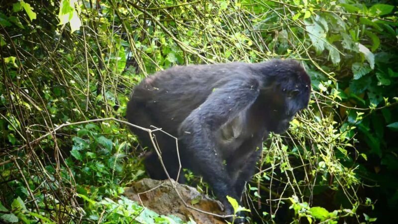 1 Day Gorilla Tour in Bwindi from Kigali - What’s Included and What’s Not