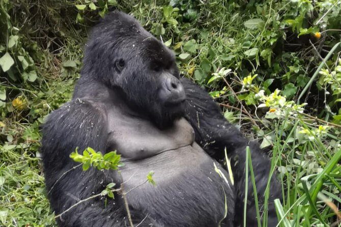 1 Day Gorilla Trekking Mgahinga Gorilla NP & Lake Bunyonyi - Introduction