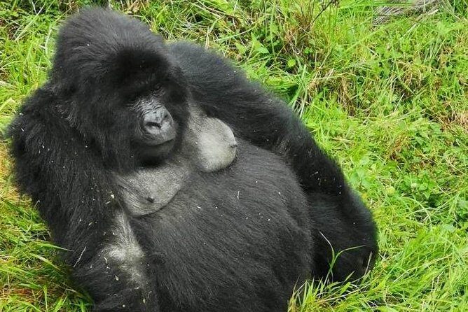 1 Day Gorilla Trekking Mgahinga Gorilla NP & Lake Bunyonyi - The Itinerary Breakdown: What to Expect