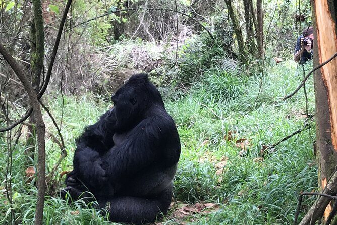 1 Day Gorilla Trekking Mgahinga Gorilla NP & Lake Bunyonyi - Guides and Reviews: Authentic Insights