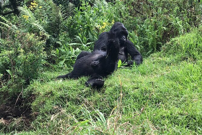 1 Day Gorilla Trekking Mgahinga Gorilla NP & Lake Bunyonyi - The Sum Up: Is This Tour Right for You?
