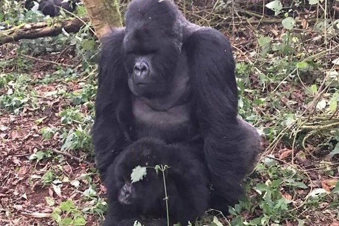 1 Day Gorilla Trekking Rwanda - The Scenery and the Guides