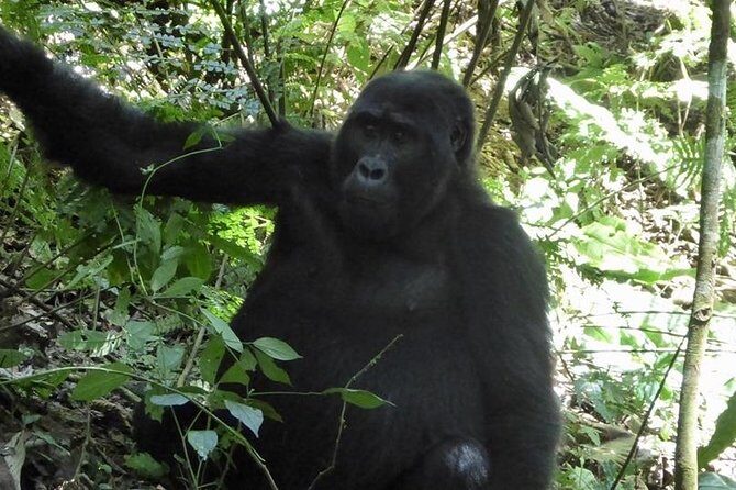 1 Day Gorilla Trekking Rwanda - Pricing and Value