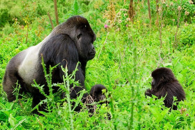 1 Day Gorilla Trekking Safari Tour - Key Points