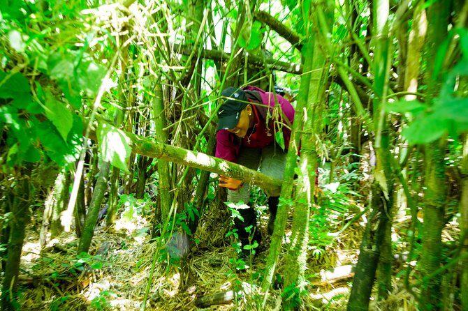 1 Day Gorilla Trekking Safari Tour - Cost and Value