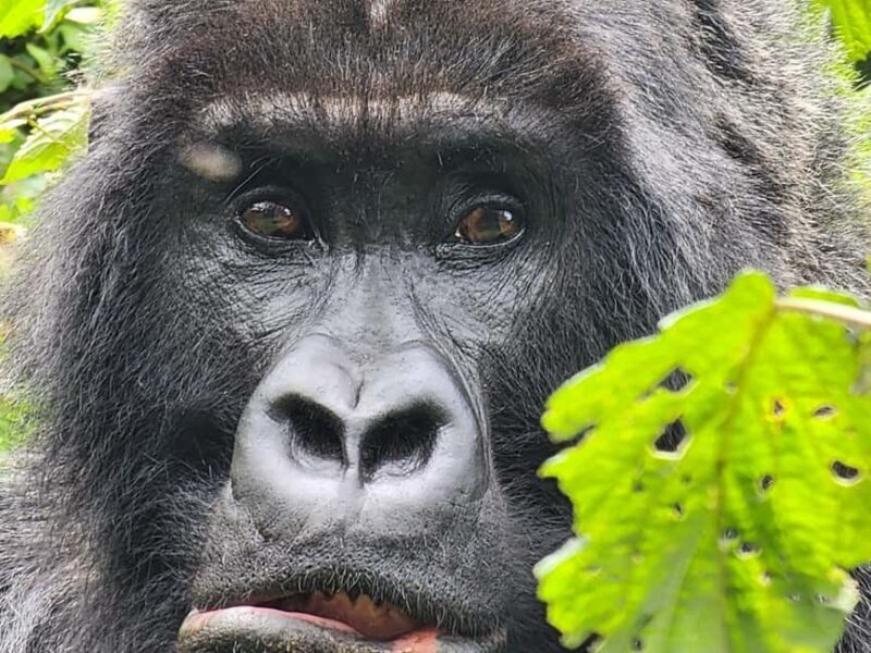 1 Day gorilla trekking safari tour, volcanoes national park. - Key Points