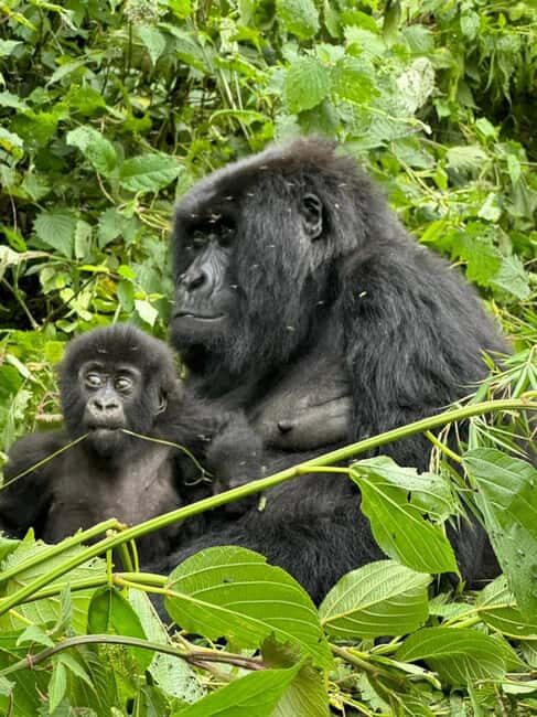 1 Day gorilla trekking safari tour, volcanoes national park. - Final Thoughts