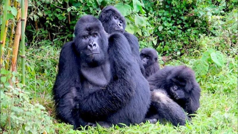 1 Day gorilla trekking safari tour, volcanoes national park. - FAQ