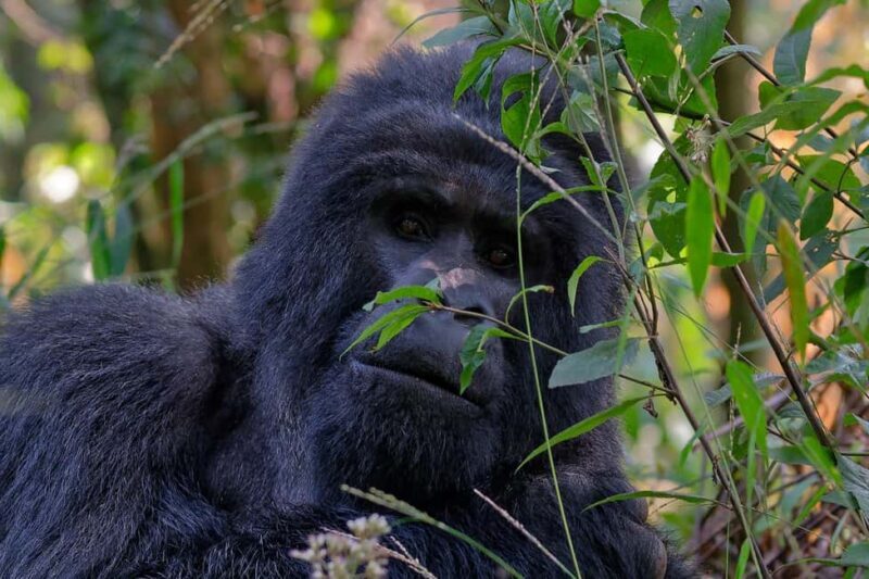 1 Day Gorilla Trekking Tour in Bwindi from Kigali - Key Points