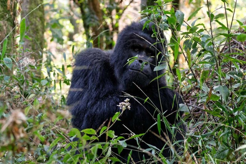 1 Day Gorilla Trekking Tour in Bwindi from Kigali - Arriving at Bwindi: The Start of the Trek